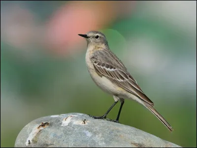 Lorsque l'automne approche, cet oiseau plutôt montagnard effectue une migration altitudinale, c'est à dire qu'il se déplace vers les zones de plaine. C'est...
