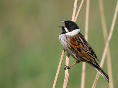 Cet oiseau des milieux humides hiverne régulièrement dans les champs, pourvu qu'ils puissent lui fournir de quoi se nourrir. Il se nomme...