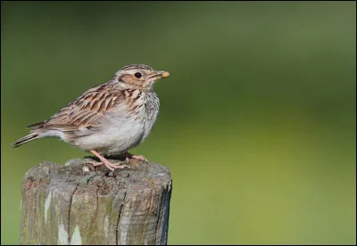 Cet oiseau tire son nom de son chant, qui est facilement reconnaissable. Quel est son nom ?