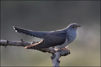 En Europe, cet oiseau est l'un des seuls à pratiquer un parasitisme obligatoire pour assurer son succès reproducteur. C'est...