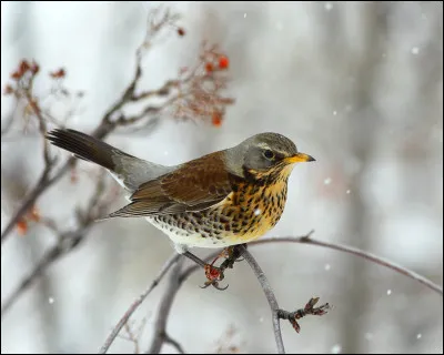 Cet oiseau peut être observé dans le pays en toute saison, mais c'est en hiver qu'il est le plus commun. Quelle est cette espèce ?