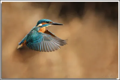 Souvent aperçu volant rapidement au ras des plans d'eau, cet oiseau est nicheur dans une grande partie de l'Europe. Quel est son nom ?