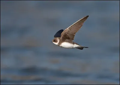 Cet oiseau, pour nicher, creuse un tunnel d'environ 1 mètre de profondeur dans une falaise meuble. C'est...