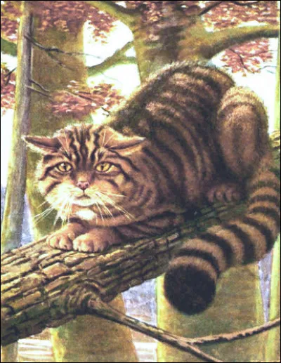 Comment différencier un chat sauvage et un chat domestique ?