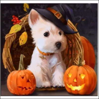 Et pour finir.
Est-ce que le chien est intelligent ?