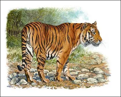 Combien de mètres peut sauter un tigre ?