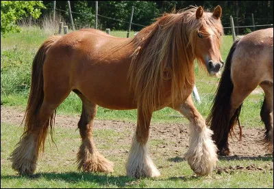 Le cheval peut apprendre des mouvements ... .
