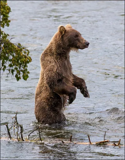 Comment peut-on décrire un ours ?