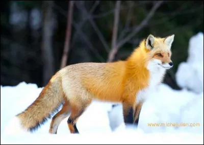 Complétez la phrase : le renard est  animal, prudent et . .