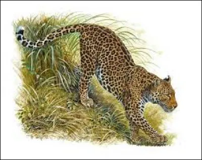 Passons au léopard : à Java, quand il est noir, il porte le nom de...