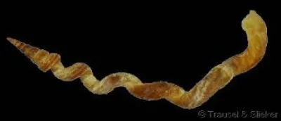 Quel est ce coquillage ?