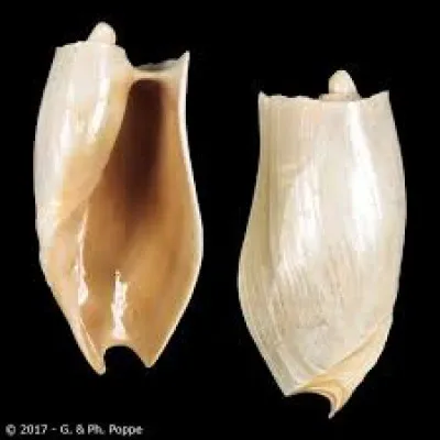 Quel est ce coquillage ?