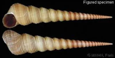 Quel est ce coquillage ?