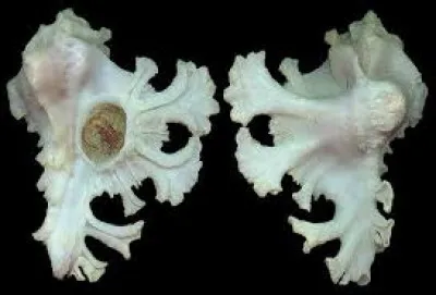 Est-ce du corail ou un coquillage ?