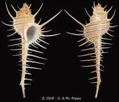 Quel est ce coquillage ?