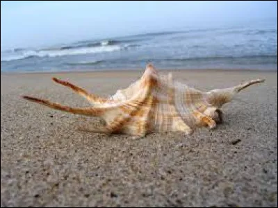 Quel est ce coquillage ?
