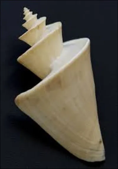 Quel est ce coquillage ?