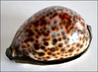 Quel est ce coquillage ?