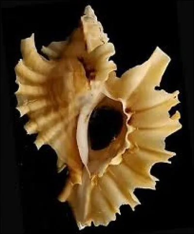 Quel est ce coquillage ?