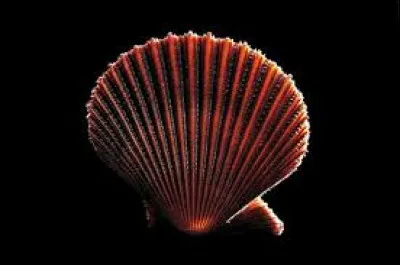 Quel est ce coquillage ?