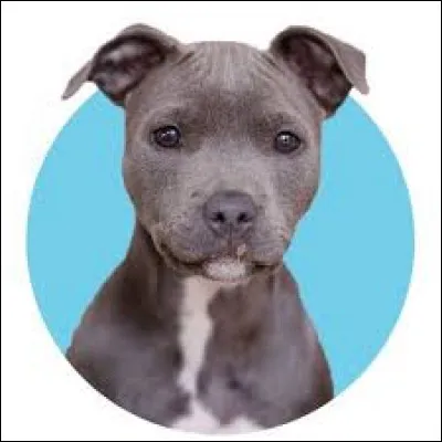 Comment s'appelle son chien ?