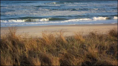 Quel est le nom de cette herbe qui se développe dans les dunes de sable ?