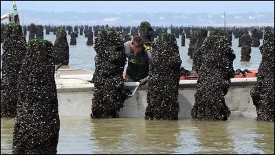 Par quel mot désigne-ton l'élevage des moules ?