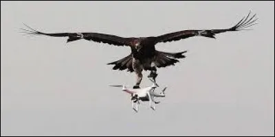 Qui a chanté "L'aigle noir" ?