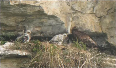 Un chien, de race, n&eacute; en 2020 doit avoir un nom commen&ccedil;ant par...