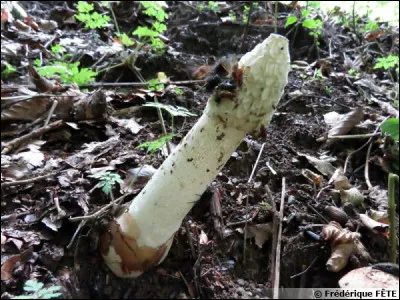 Quel film n'est pas de Marco Ferreri ?