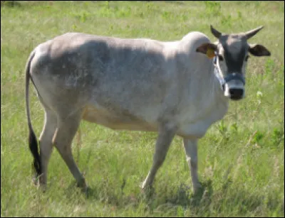 Quel est ce bovidé domestique originaire d'Inde avec une bosse graisseuse au garrot ?