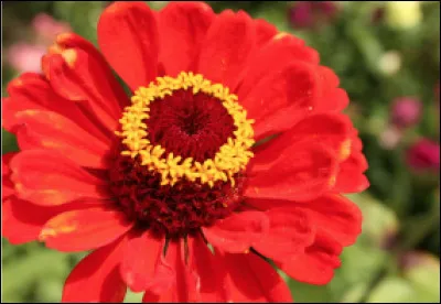 Quel est cette plante florifère et colorée originaire du Mexique ?