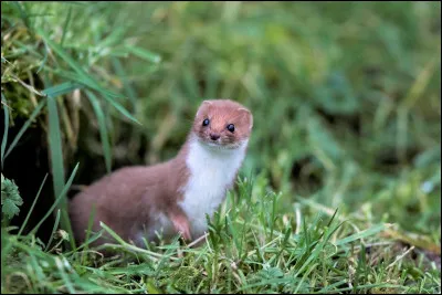 Quel animal apercevons-nous ici ?