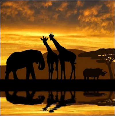 Quel animal a un pénis qui peut mesurer jusqu'à deux mètres ?