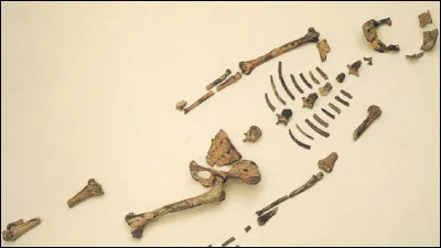 D'où vient le nom de ''Lucy'', australopithèque, découverte en 1974 ?