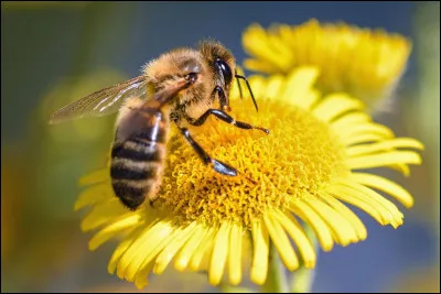Comment s'appelle l'ami abeille de Maya l'abeille ?