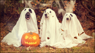 Les animaux ont le droit de fêter Halloween :