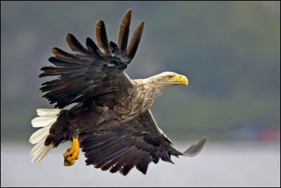 Cet oiseau est l'un des plus grands rapaces d'Europe, et le plus grand d'Islande. Il se nomme...