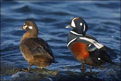 En Europe, ce canard ne peut être rencontré qu'en Islande, qui est la limite orientale de son aire de répartition. Quelle est cette espèce ?
