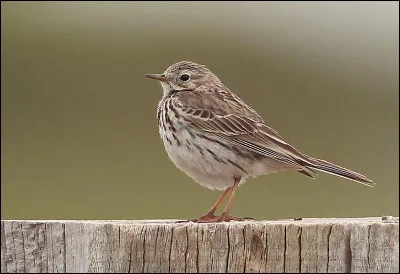 Rares sont les passereaux à nicher sur cette île au climat rude, pourtant cette espèce y est présente. Quel est son nom ?