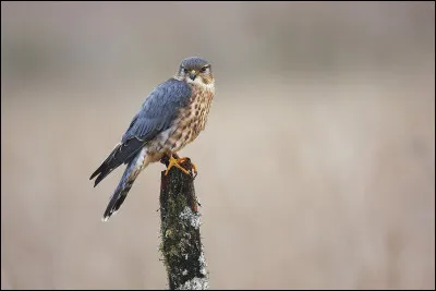 Hivernant régulier en Europe occidentale, ce rapace est plus nordique lors de sa nidification. Vous avez reconnu...