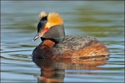 Impossible à confondre en plumage nuptial, cet oiseau peut être observé sur les plans d'eau islandais lors de sa nidification. Quelle espèce est-ce ?