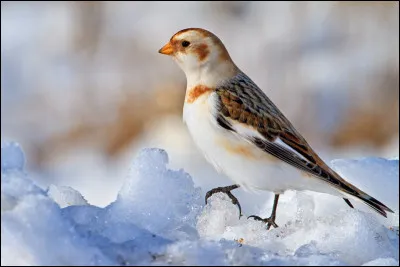 Anciennement classé parmi les bruants (famille des Embérizidés), cet oiseau a depuis peu été rangé dans une famille à part avec 5 autres espèces holarctiques : les Calcariidés. Quel est cet oiseau ?