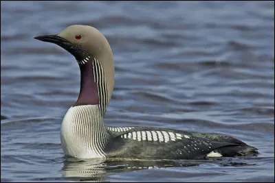 Essentiellement marin en période post-nuptiale, cet oiseau niche sur les plans d'eau des terres septentrionales. Quel est son nom ?
