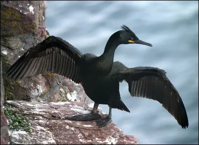 Nicheur sur les falaises côtières, cet oiseau peut être observé dans une grande partie de l'Europe. C'est...