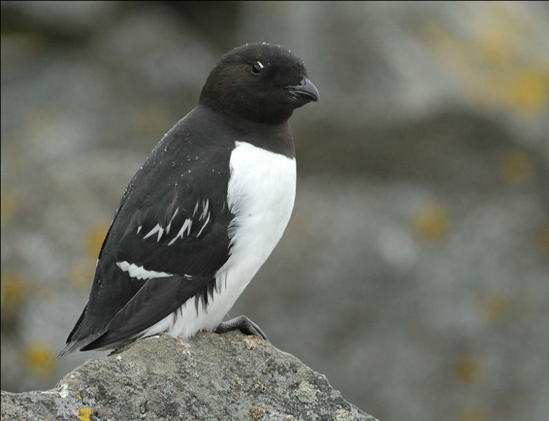 Cet oiseau est le plus petit représentant de sa famille. Il niche par millions sur les falaises de l'Arctique. Quelle est cette espèce ?