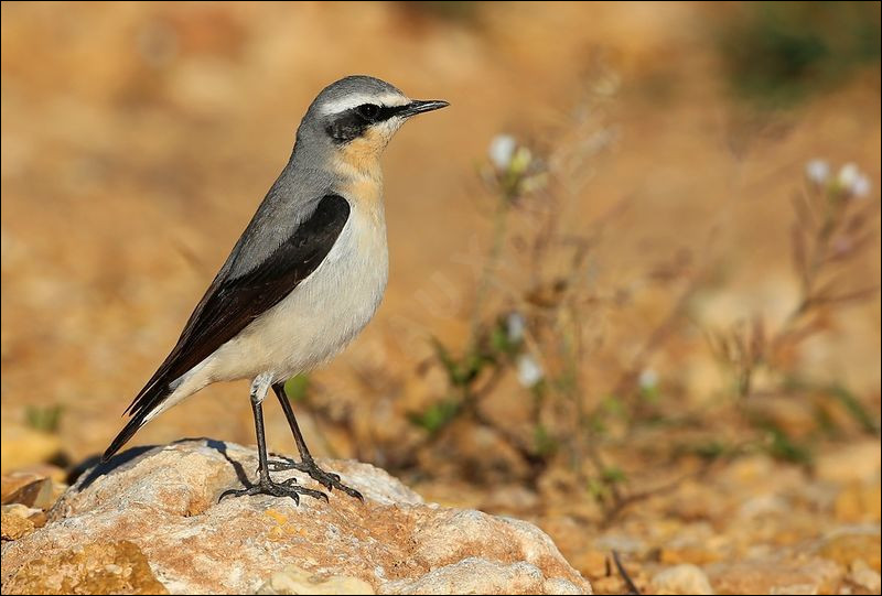 La sous-espèce "leucorhoa" de cet oiseau niche au Groenland. Mais quel est le nom de l'espèce ?