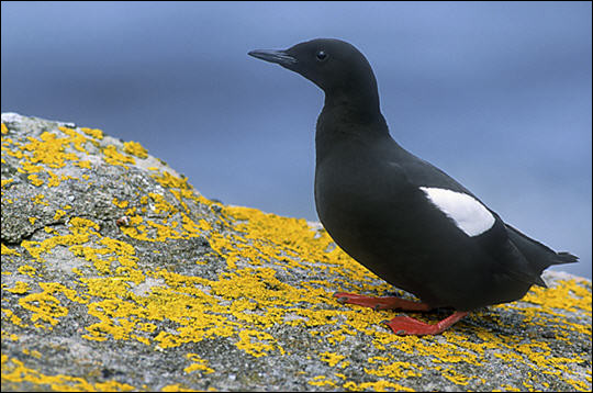 De la famille des Alcidés, cet oiseau nicheur dans l'Arctique hiverne dans l'Atlantique Nord et l'océan Arctique. C'est...