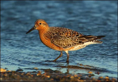 En régression, cet oiseau continue malheureusement d'être victime de la chasse lors de son passage en Europe durant sa migration post-nuptiale. Son nom est...