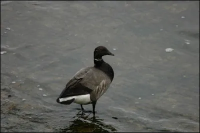 Hivernant en France, cet Anatidé se répartit durant la belle saison en 3 grandes populations distinctes, considérées comme des sous-espèces, nichant dans 3 zones différentes de l'Arctique. Cette espèce est...